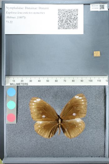 Media type: image;   Entomology 158392
